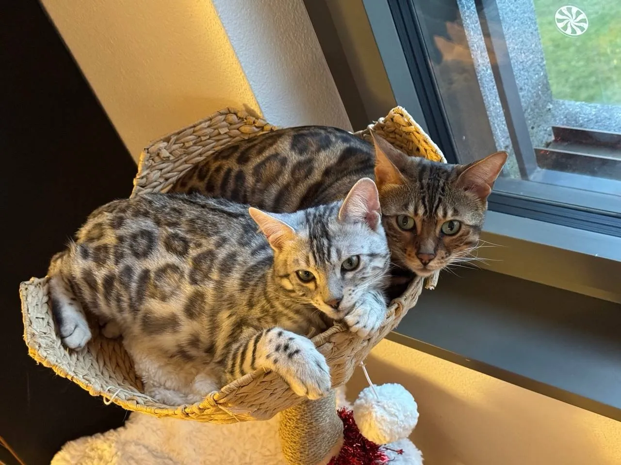 Taïga, a brown Bengal cat, and Maru, a silver Bengal cat, sitting together in a basket by a window