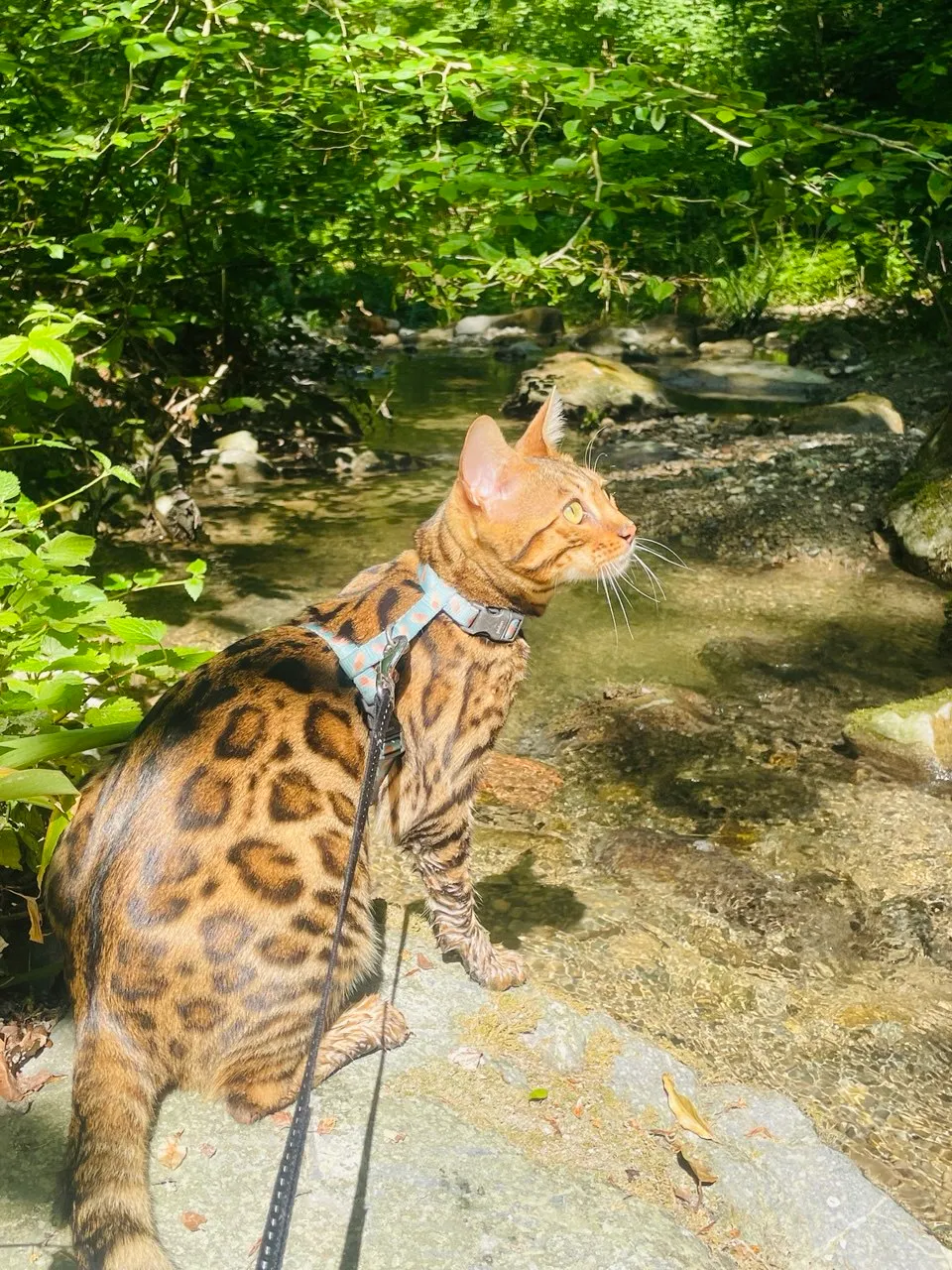Taïga, a brown Bengal cat, in profile beside a leafy Zürich creek