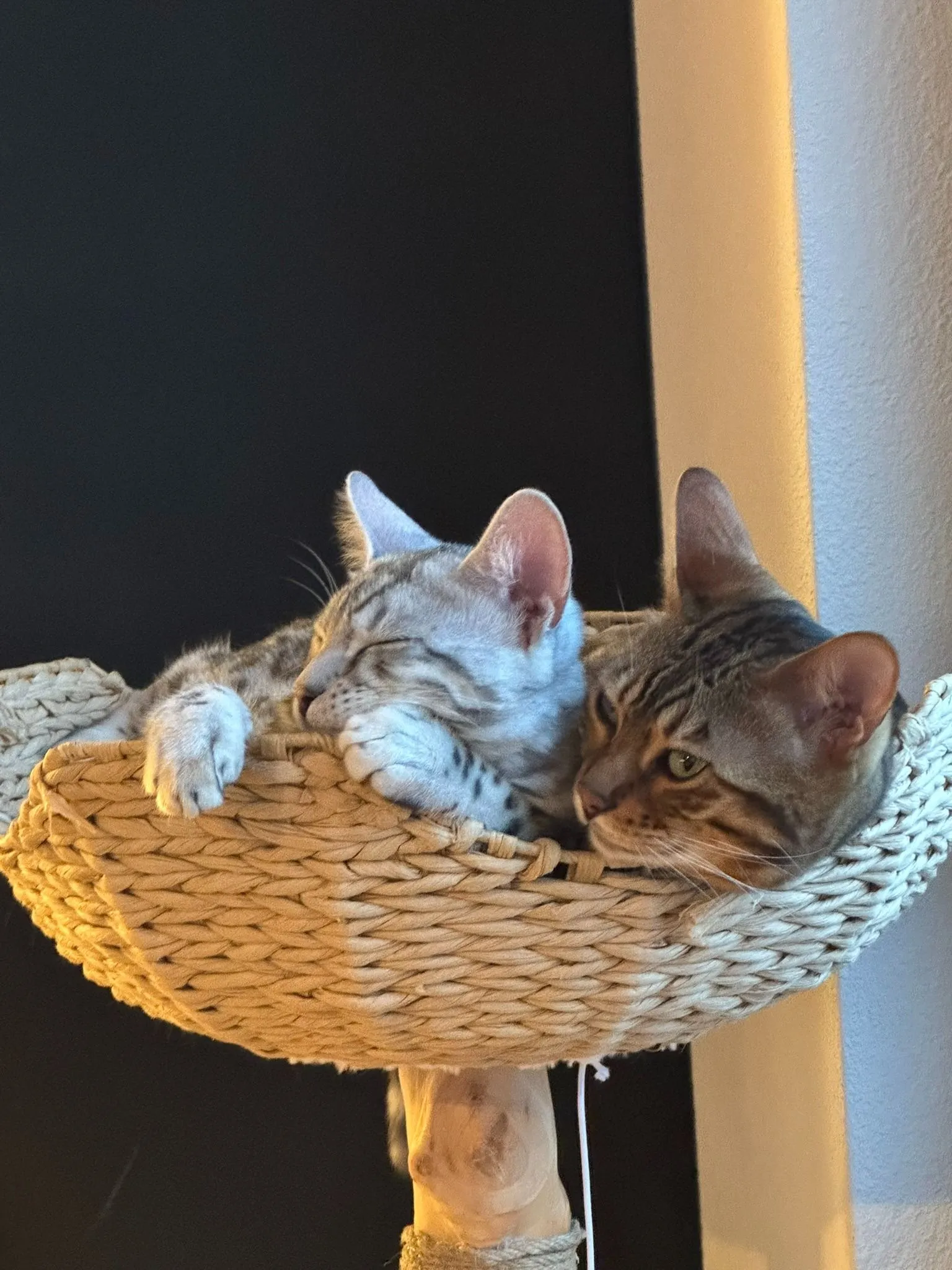 Taïga and Maru, Fello's two Bengal cats, resting together in a woven basket