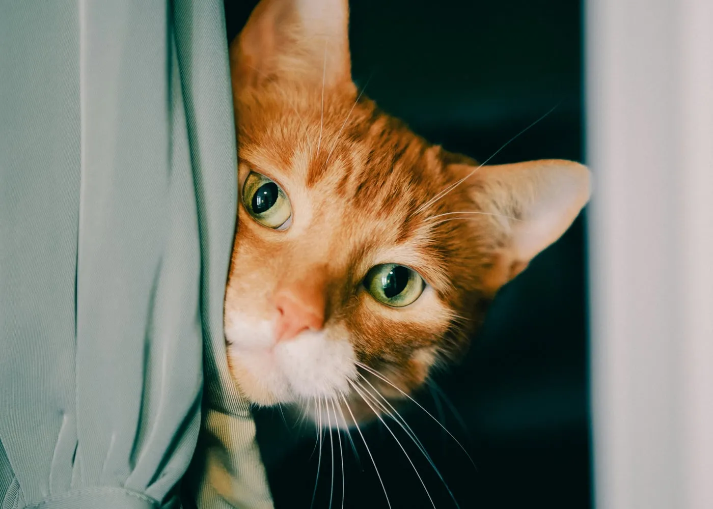 An orange cat with green eyes peeking through pale curtains
