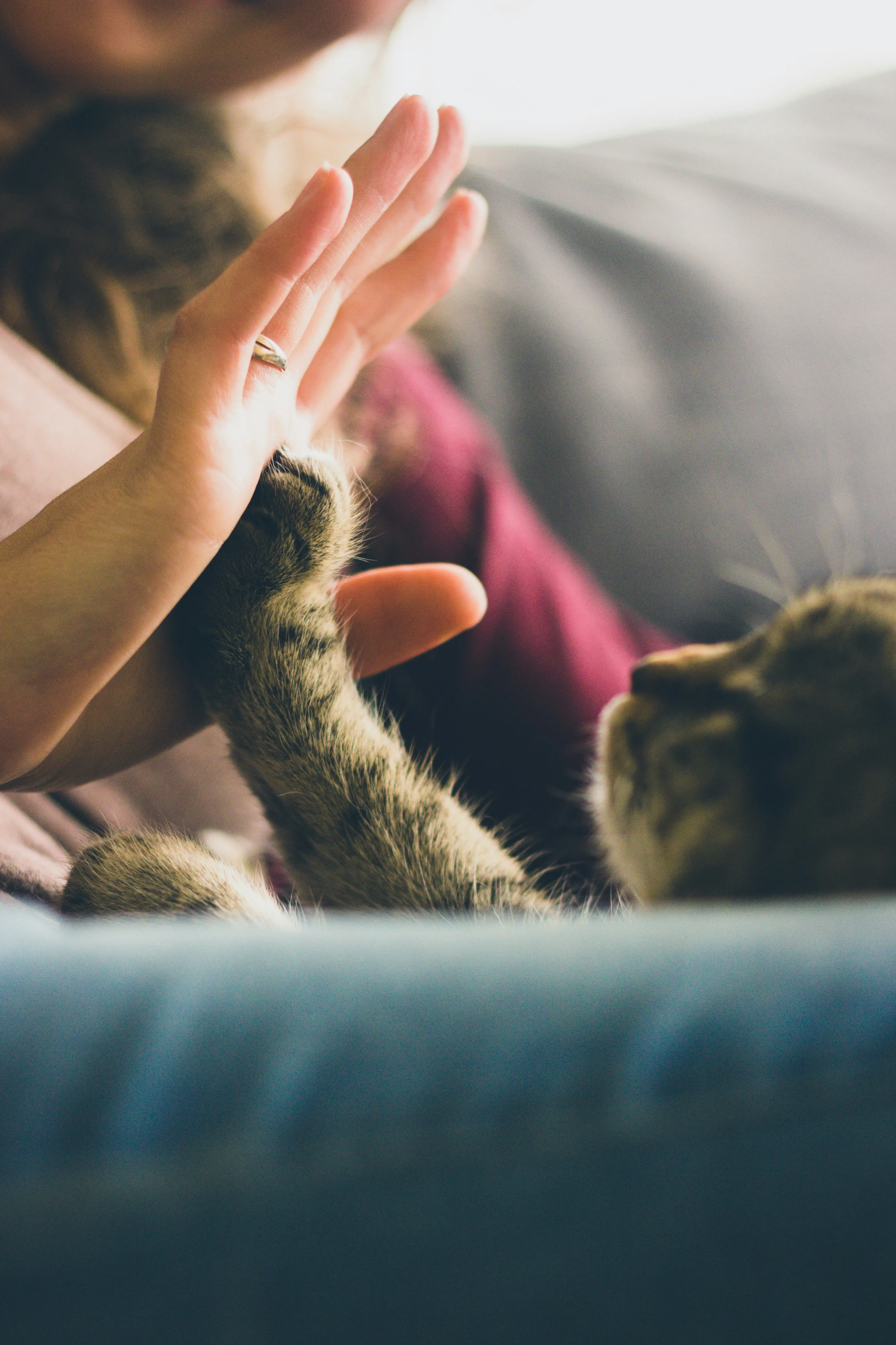 A person's hand gently touching a cat's paw, with the cat's face visible