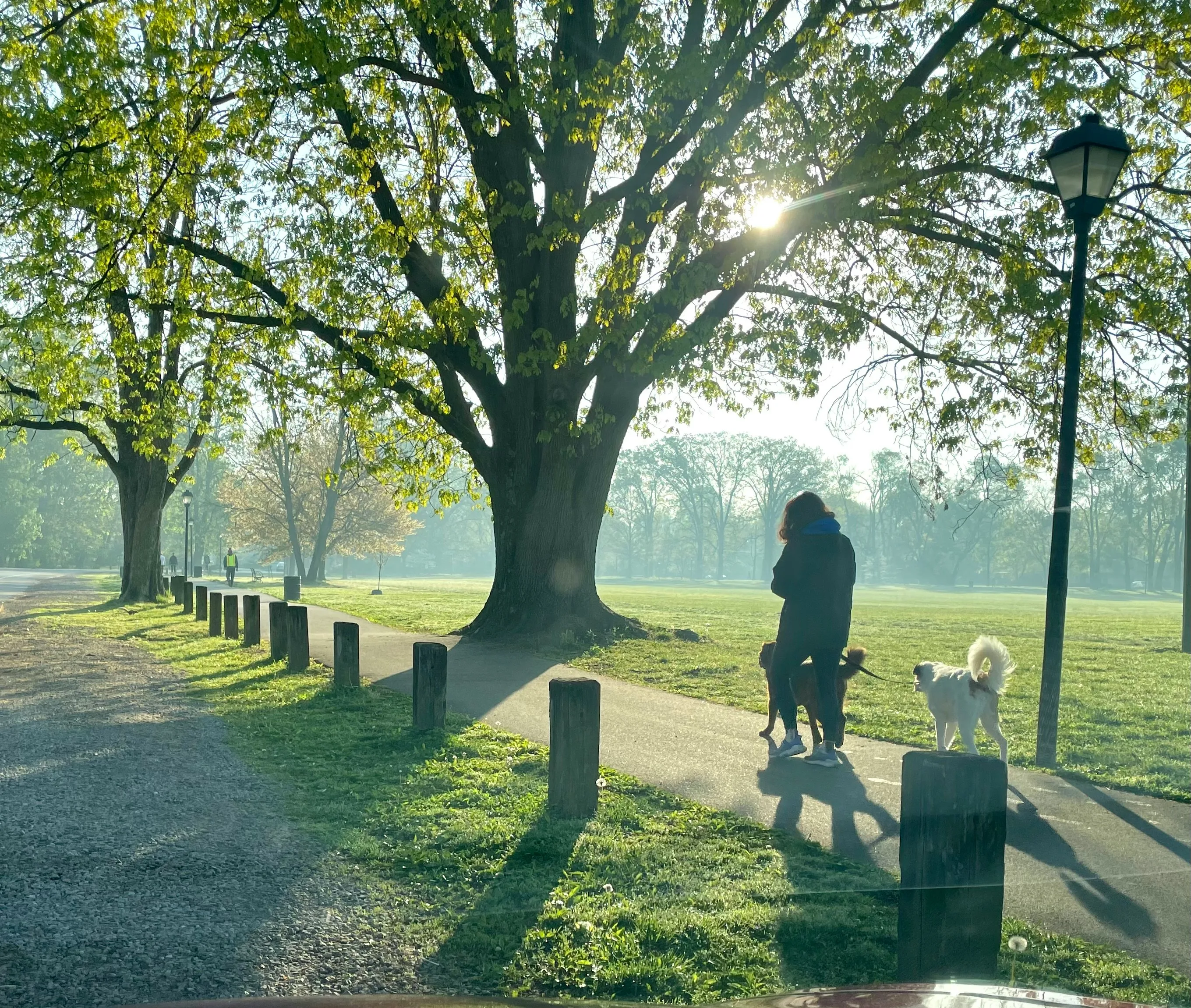 A person walking two dogs on leads through a sunlit park