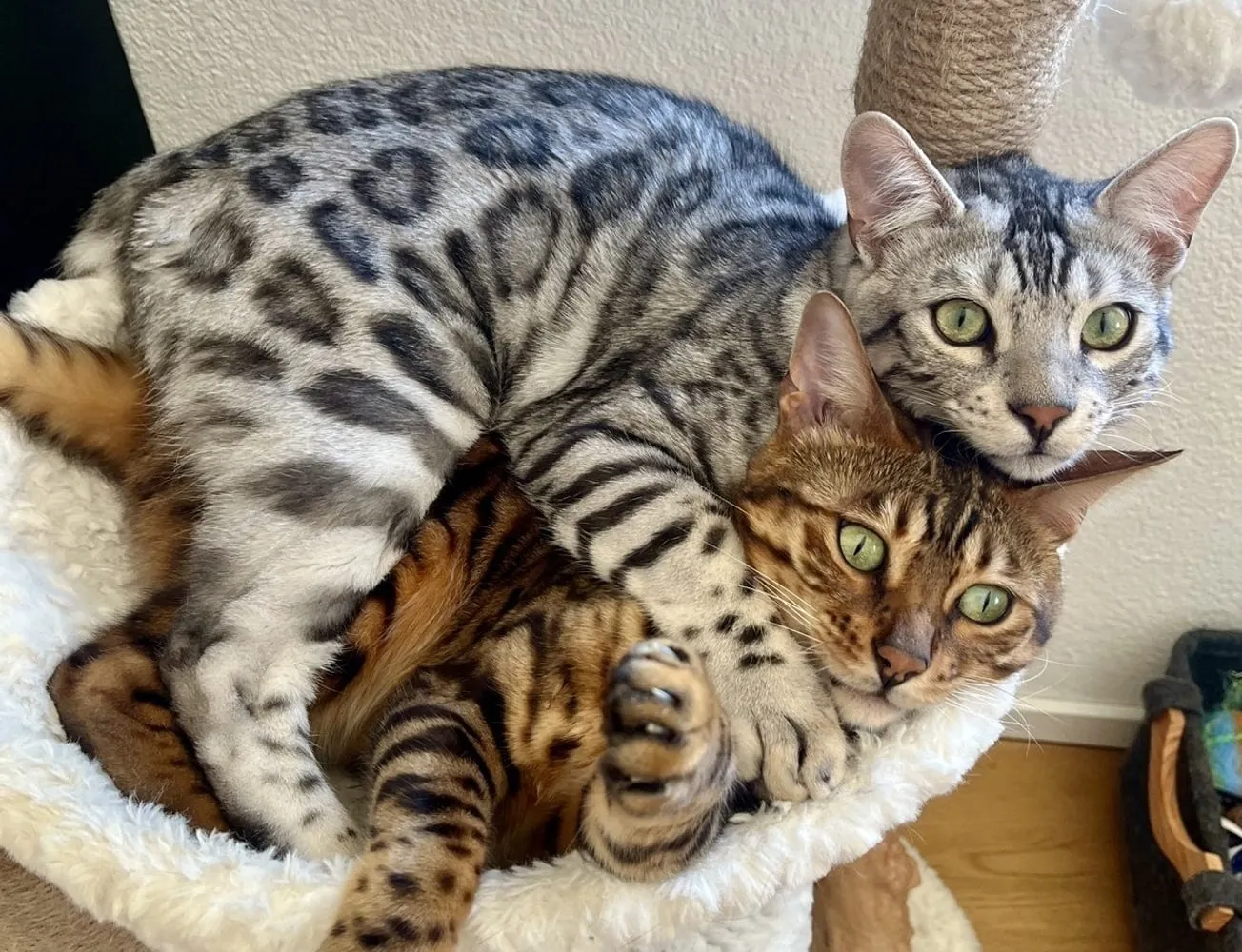 Fello’s two cats, Taiga and Maru, curled up together in a cat bed