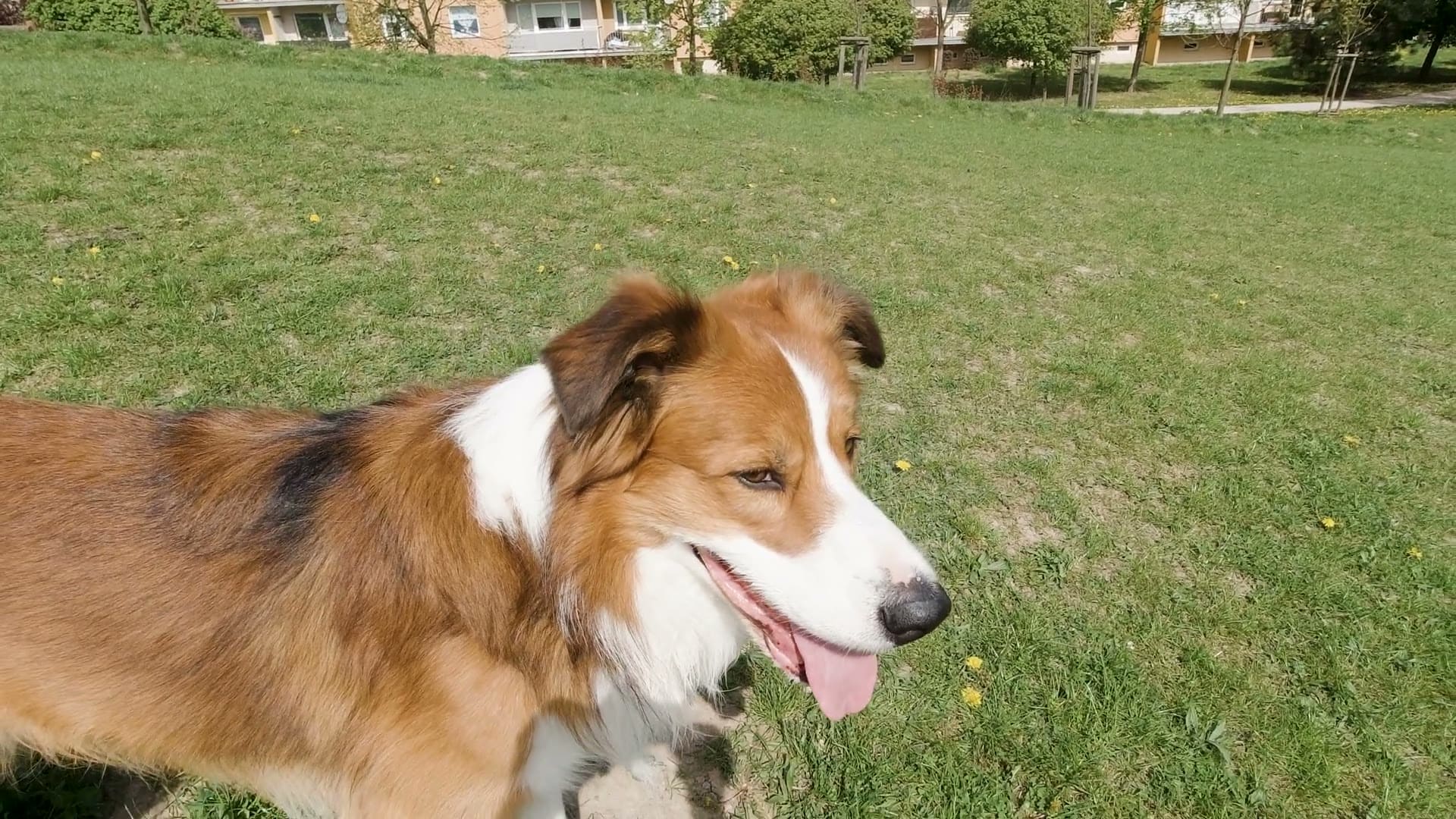 A happy border collie enjoying a sunny day in a Zürich city park
